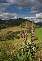 1320 Hollinsclough Foxgloves Chris Gilbert, Ravenseye Gallery, Peak District, Photographs, Courses